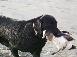 Texas Coastal Marsh Duck Hunt