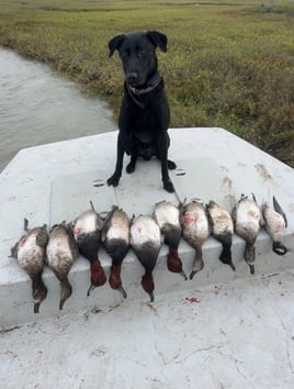 Texas Coastal Marsh Duck Hunt