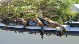 Texas Coastal Marsh Duck Hunt