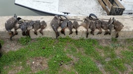 Texas Coastal Marsh Duck Hunt