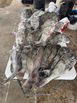 Inshore Bay Fishing 