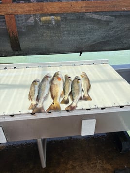 Great Day Fishing On The Laguna 