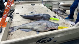 Spoonbill And Catfish Trips