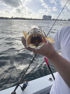 Half Day Inshore 
