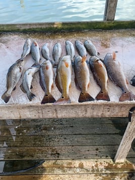 4 Hour Morning Trip