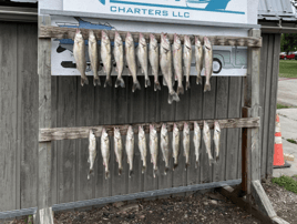 Walleye & Yellow Perch FIshing