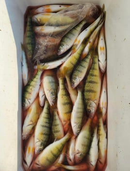 Walleye & Yellow Perch FIshing
