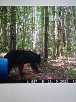 Maine Black Bear Hunt