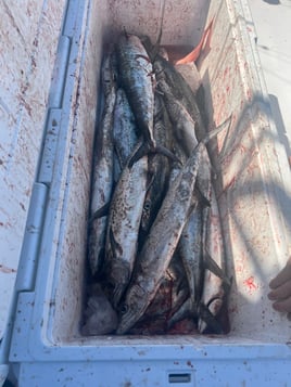 4 Hour Trolling And Bottom Fishing 