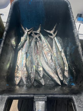 4 Hour Trolling And Bottom Fishing 