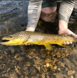 Fly Fishing Trip