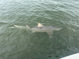 2hr Shark Trip