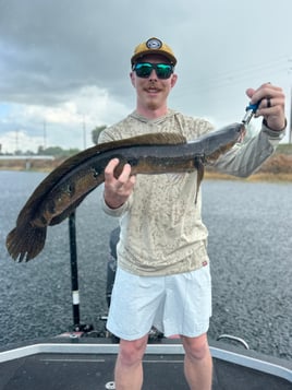 Bulls Eye Snakeheads!!
