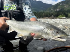 Upper Pitt River Adventures 