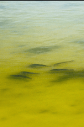 Fly Fishing The Lower Laguna Madre