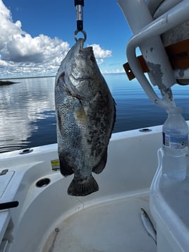 Triple Tail Trip
