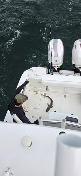 Cobia Sight Fishing 