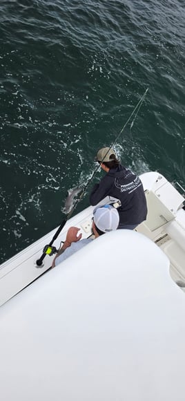 Cobia Sight Fishing 
