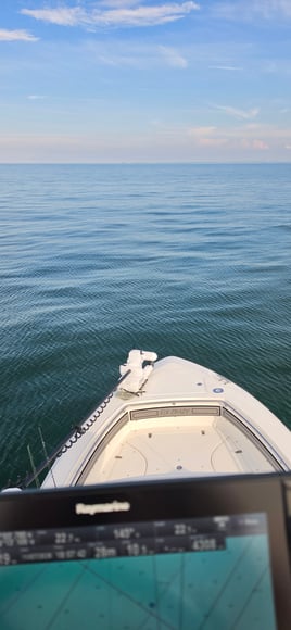 Cobia Sight Fishing 