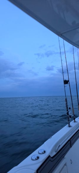 Cobia Sight Fishing 