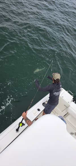 Cobia Sight Fishing 