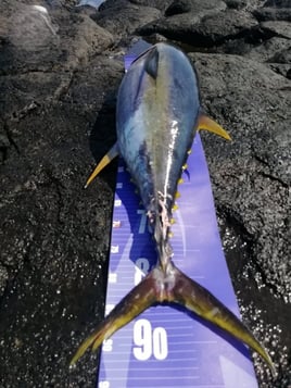 Heavy Surf Casting