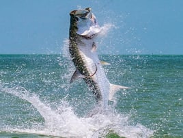 Inshore Fishing Charter