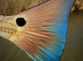 Inshore Fishing Charter