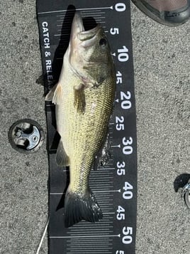 Bass On Lake Omodeo, Sardinia