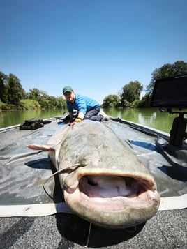 Wels Catfish Rome