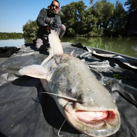Wels Catfish Rome