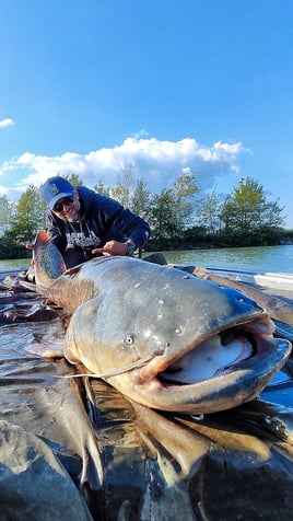 Wels Catfish Rome
