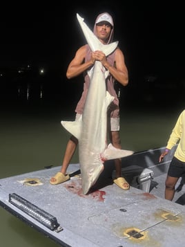 South Padre Shark 