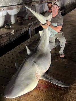 South Padre Shark 