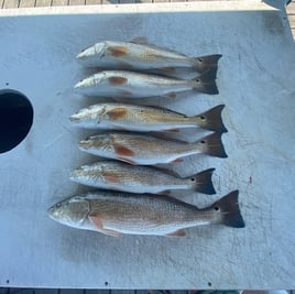 Inshore Fishing Trip