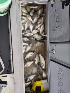 Green River Lake Crappie Trips