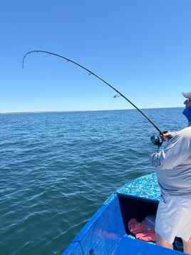 Everything Inshore