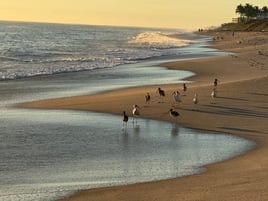 Surf Crushing Experience