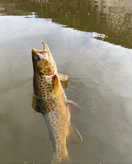 Guided Fly Fishing – Walk & Wade