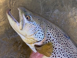 Fly Fishing – Float Trip