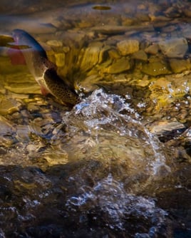 Fly Fishing – Float Trip