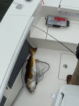 Inshore & Shark Fishing 
