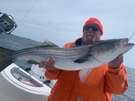 Striped Bass 