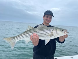 Striped Bass 