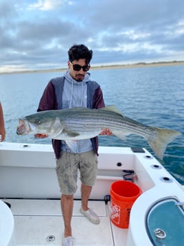 Striped Bass 