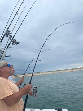 Striped Bass 