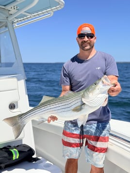 Striped Bass Topwater Fun 