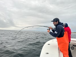 Striped Bass Topwater Fun 