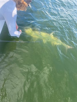 Tarpon Session