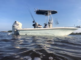 Tarpon Session